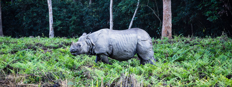 Chitwan National Park